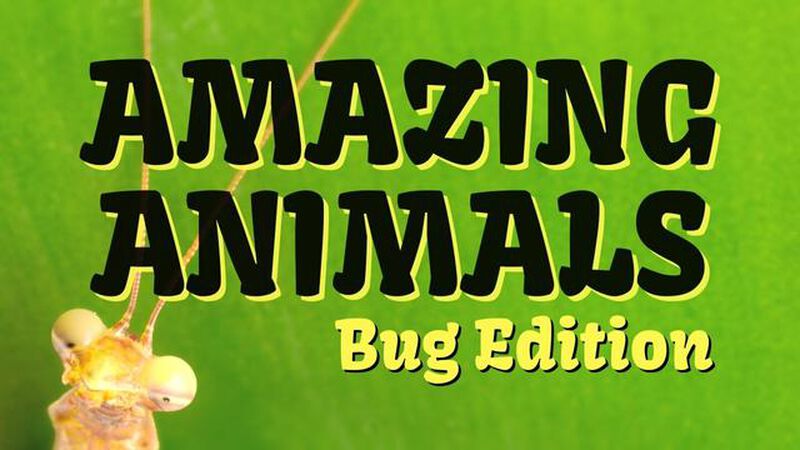 Amazing Animals: Bug Edition